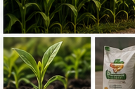 Agricultural produce sourcing